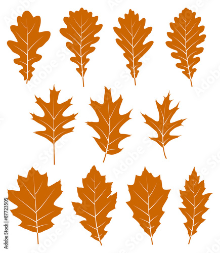 autumn oak leaves