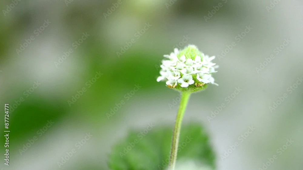 Das Aztekische Süßkraut, Lippia dulcis, Zuckerersatz Das Aztekische Süßkraut, Lippia dulcis, Zuckerersatz