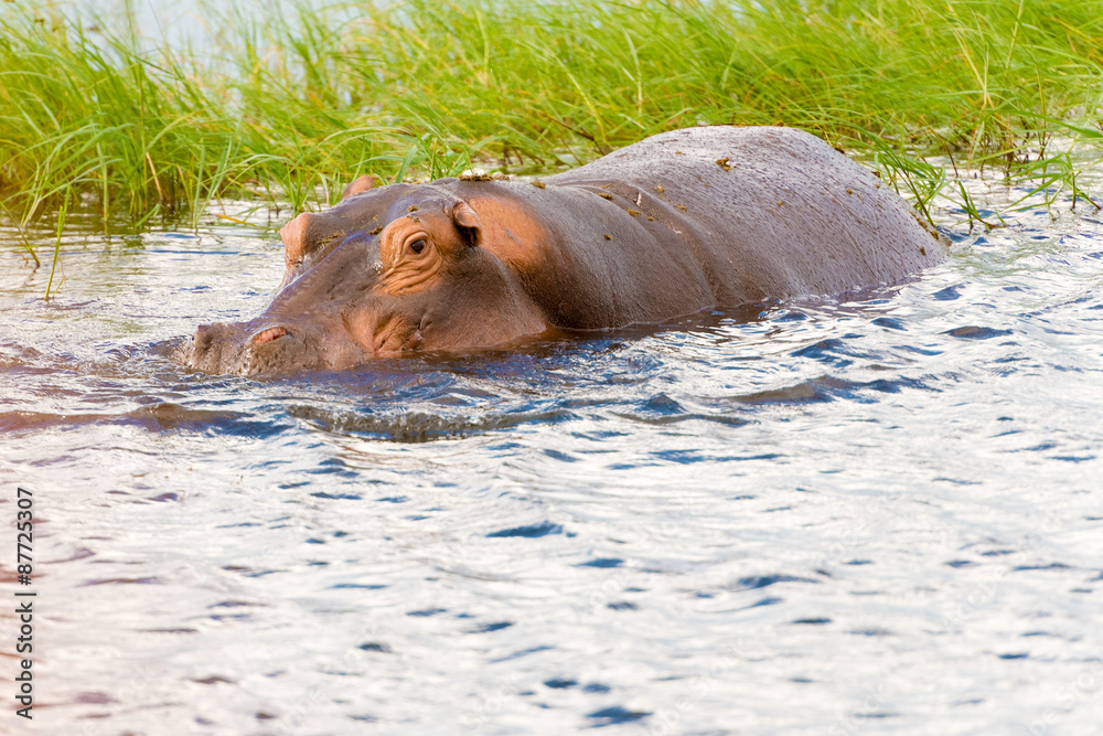 Fototapeta premium Hippopotamus