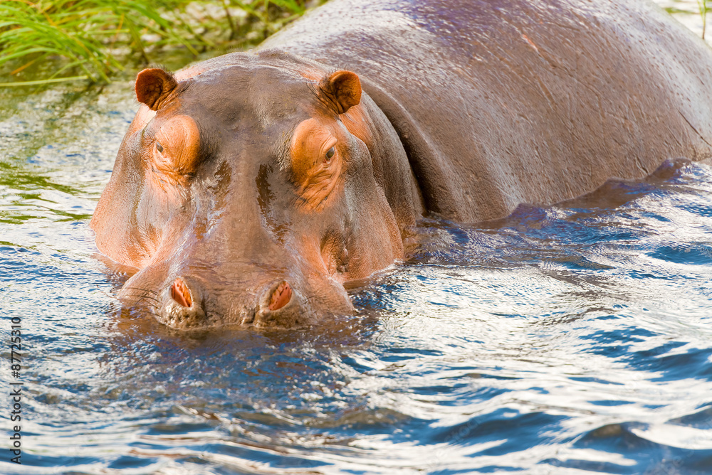 Fototapeta premium Hippopotamus