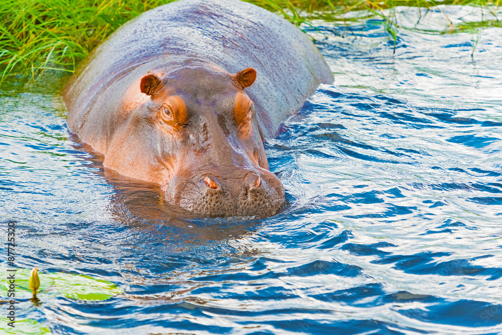 Fototapeta premium Hippopotamus