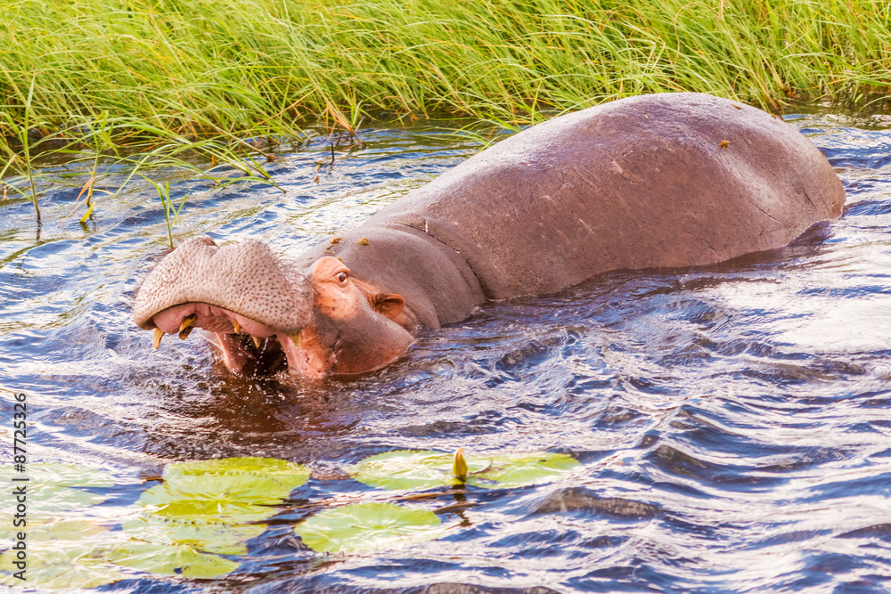 Fototapeta premium Hippopotamus