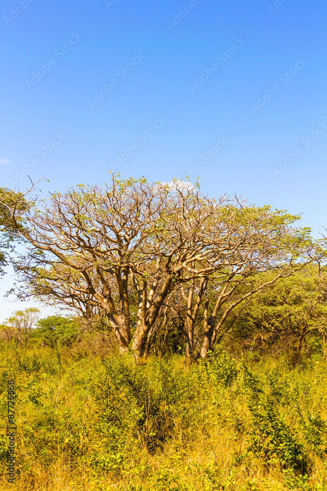 Trees in Zambia