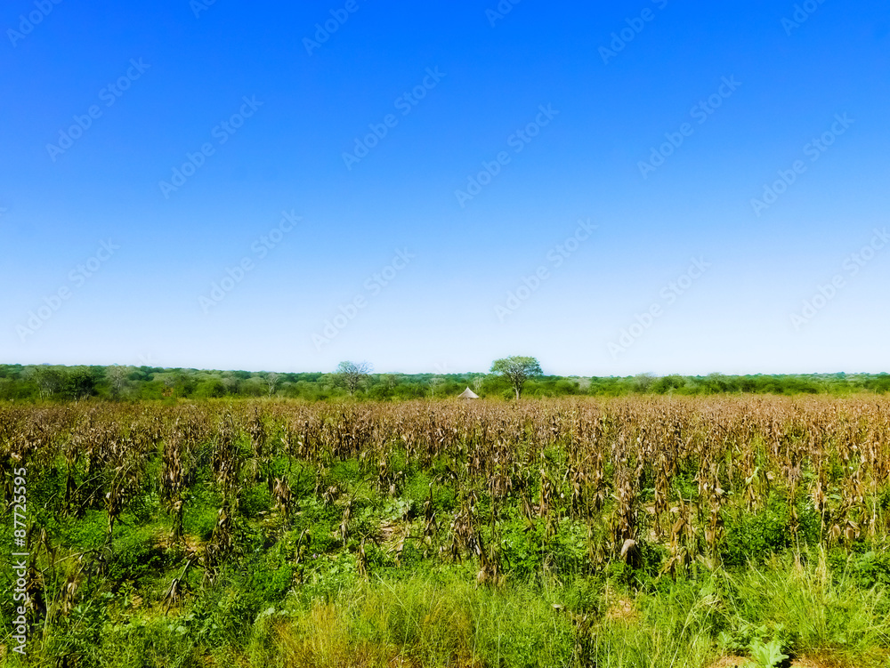 Obraz premium Landscape in Zambia.