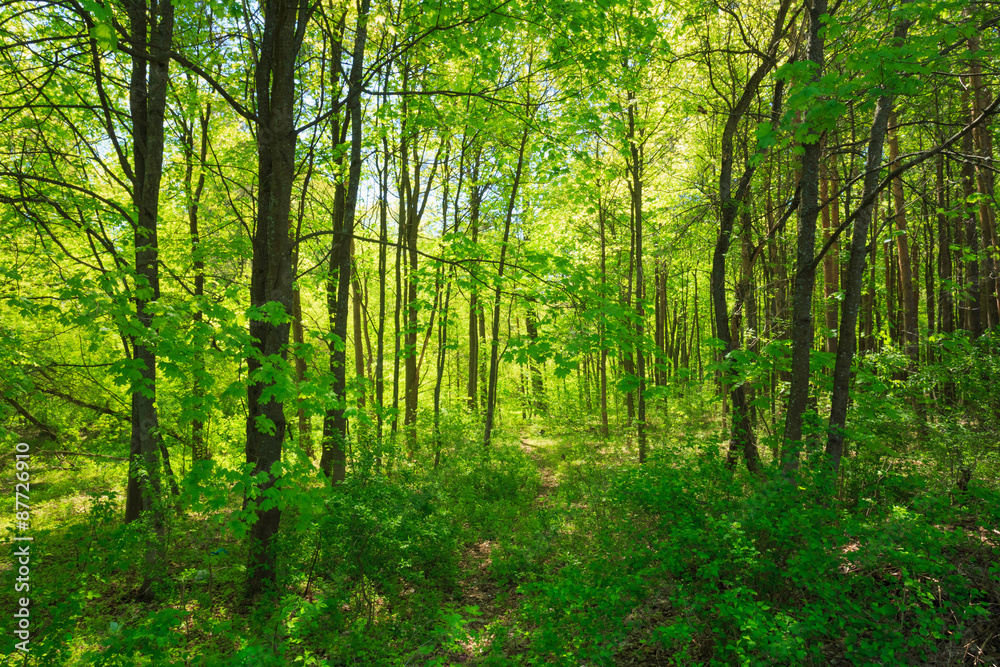 Green Deciduous Forest Summer Nature. Sunny Trees And Green Gras