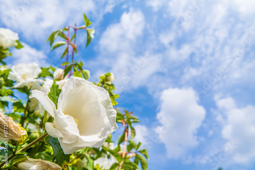 Weißer Roseneibisch mit blauem Himmel im Hintergrund photo