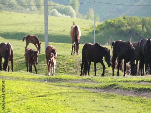 Small herd of horses feeding