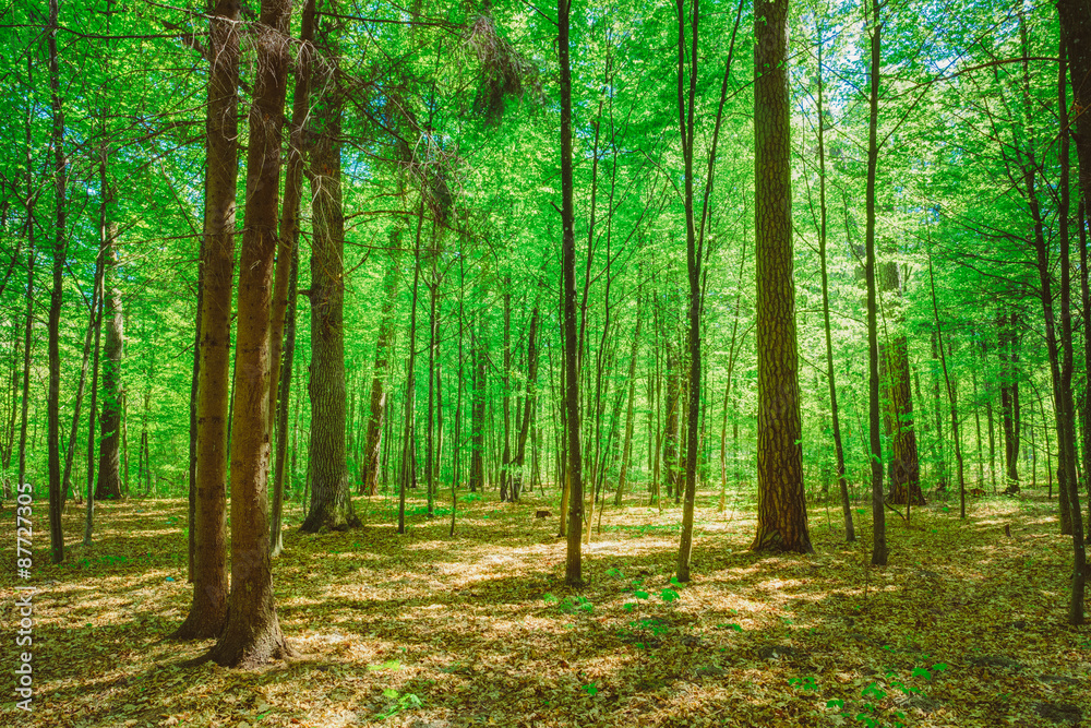 Green Deciduous Forest Summer Nature. Sunny Trees And Green Gras