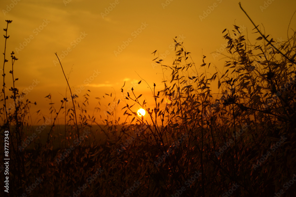 Obraz premium ears against the light at sunset