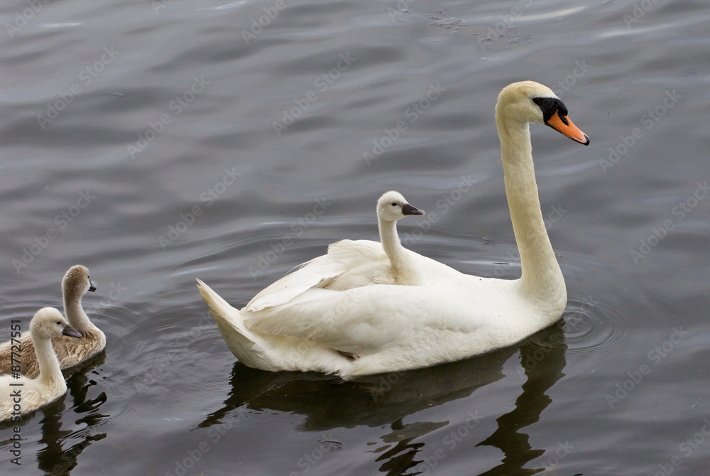 Obraz premium The chick is riding on the back of her mother-swan