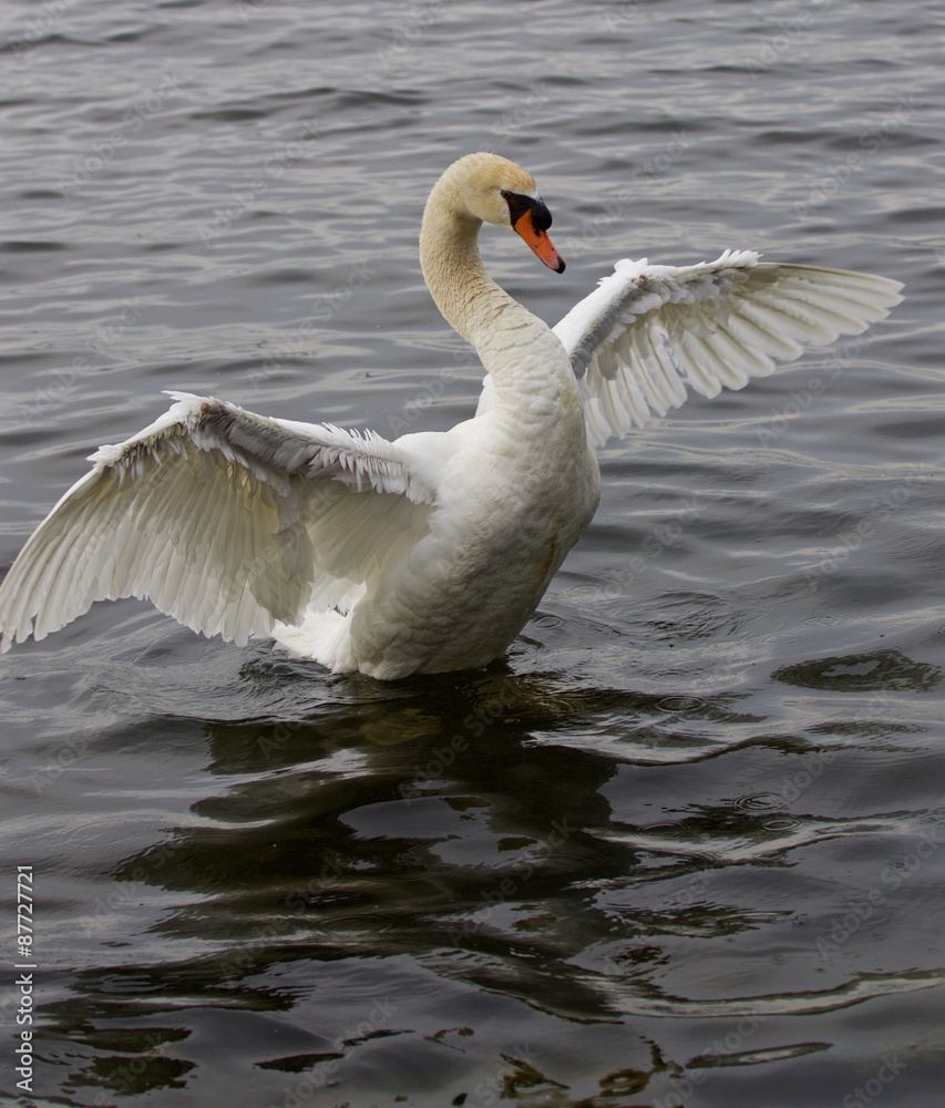 Fototapeta premium Beautiful swan spreads his wings