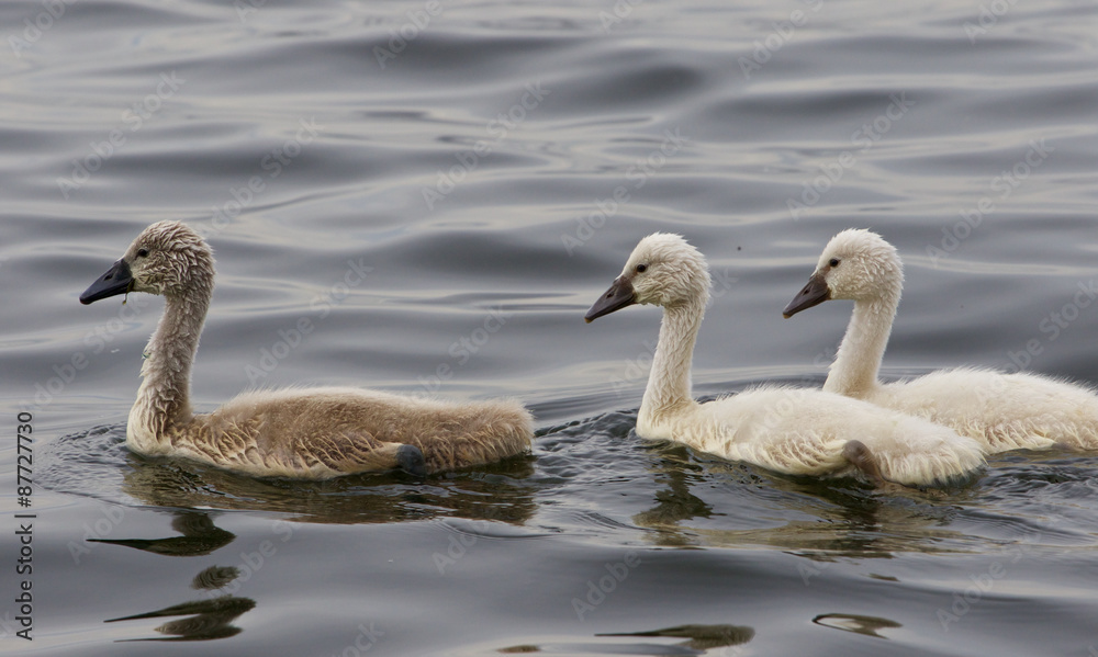 Three young mute swans are swimming somewhere Three young mute swans are swimming somewhere