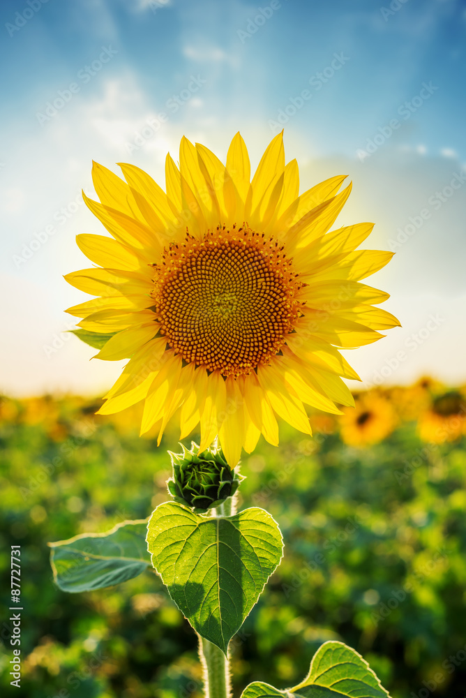 Fototapeta premium sunflower closeup on field in sunset time