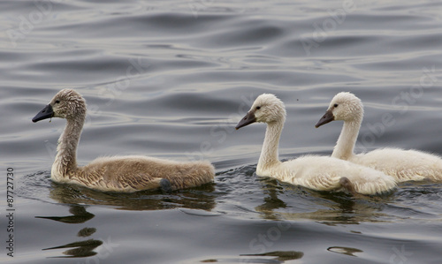 Three young mute swans are swimming somewhere