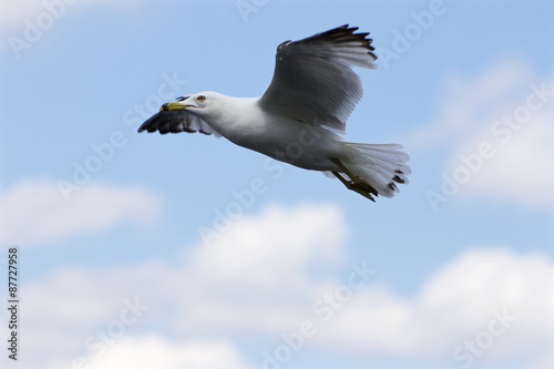 Beautiful flight of the ring-billed gull