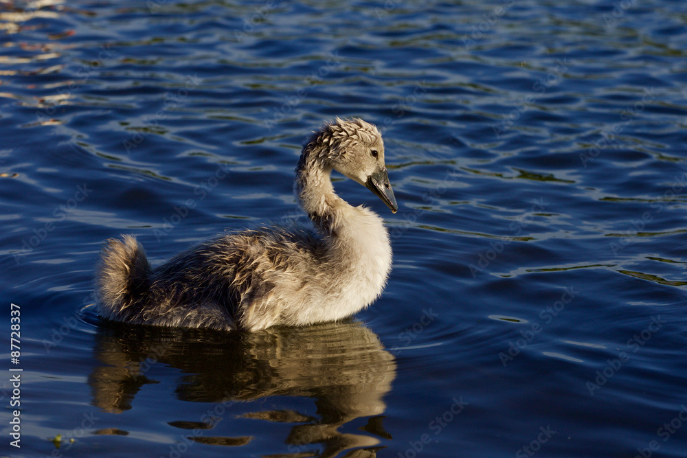 The young mute swan on the sunny evening