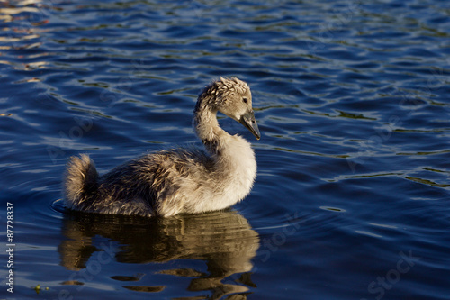 The young mute swan on the sunny evening