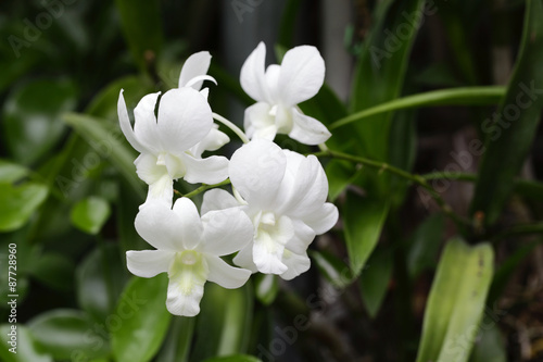 Fototapeta Naklejka Na Ścianę i Meble -  thai orchids
