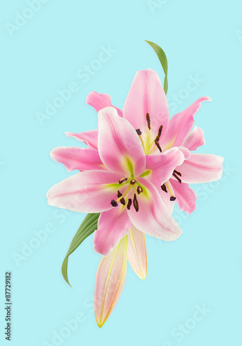 Illustration montage using oriental lily flower photographs, on pale blue background with light shadow.