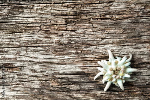 Fototapeta Naklejka Na Ścianę i Meble -  Edelweiss on wooden background