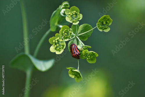  Bupleurum falcatum.