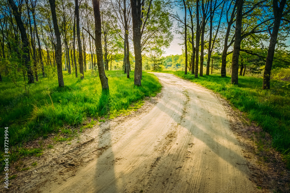 Beautiful Green Forest In Summer. Countryside Road, Path, Way, L