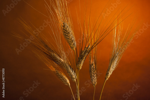 Spighe di grano su sfondo arancio