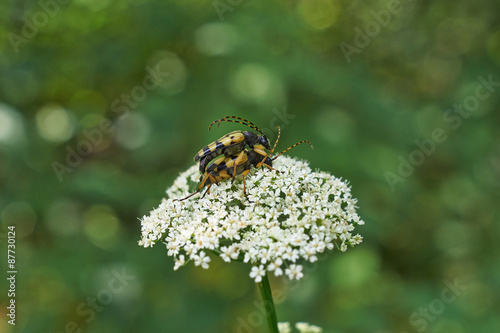 Beetles  occupied procreation. photo