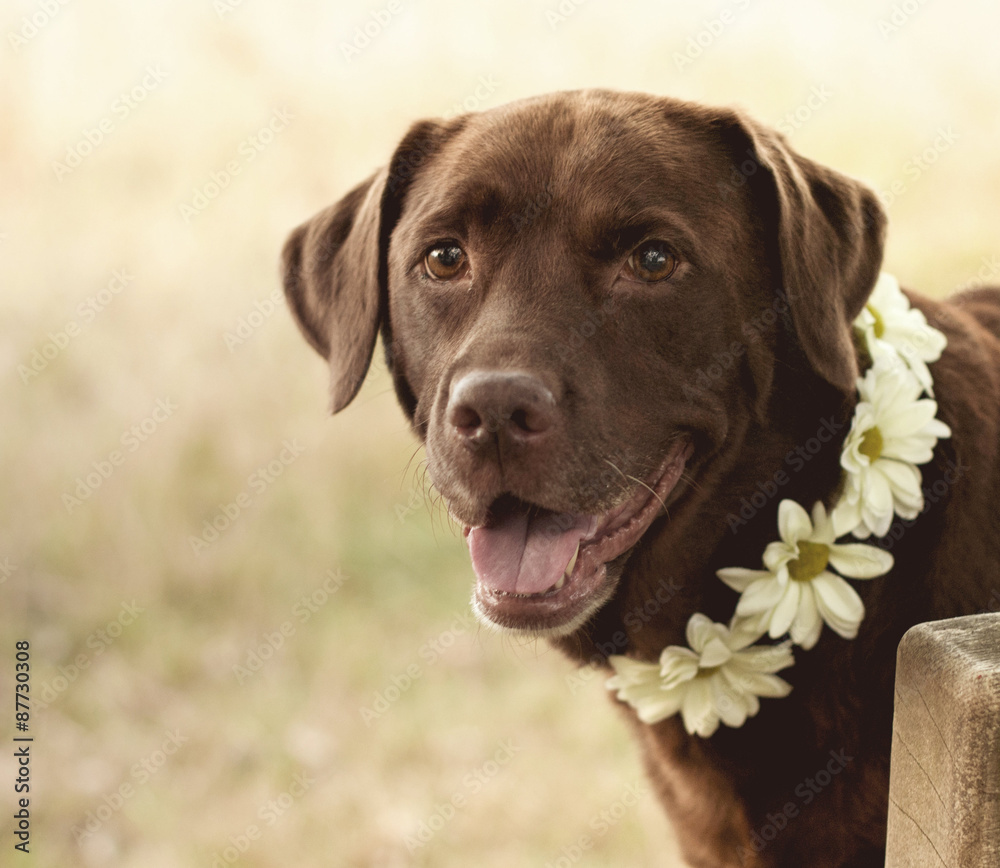 Pretty Labrador in a flower collar