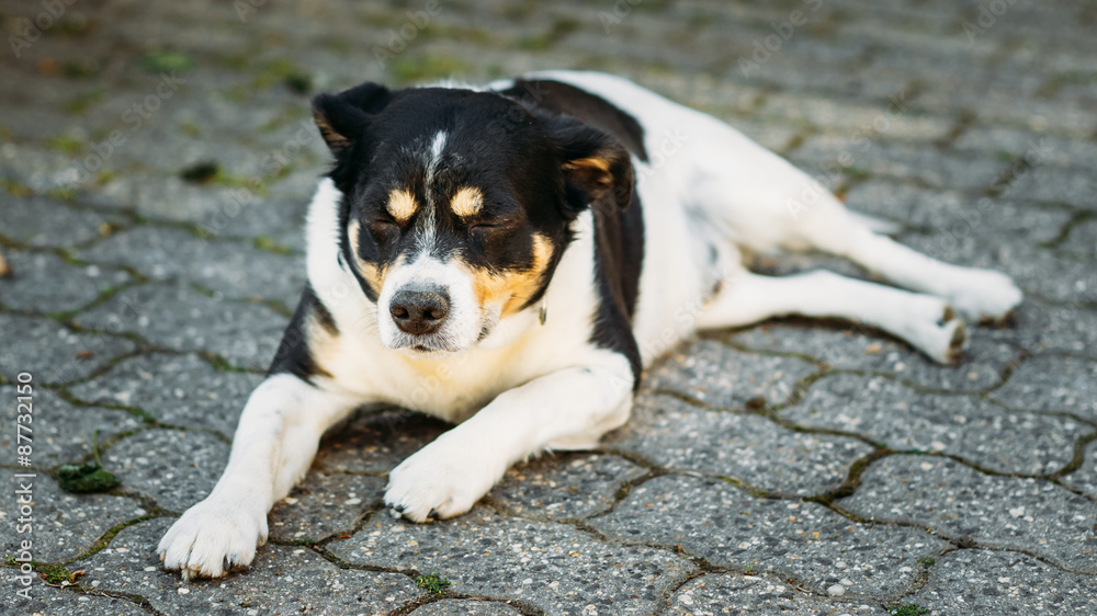 Dog Is In Yard, Exhausted From Summer Heat Dog Is In Yard, Exhausted From Summer Heat