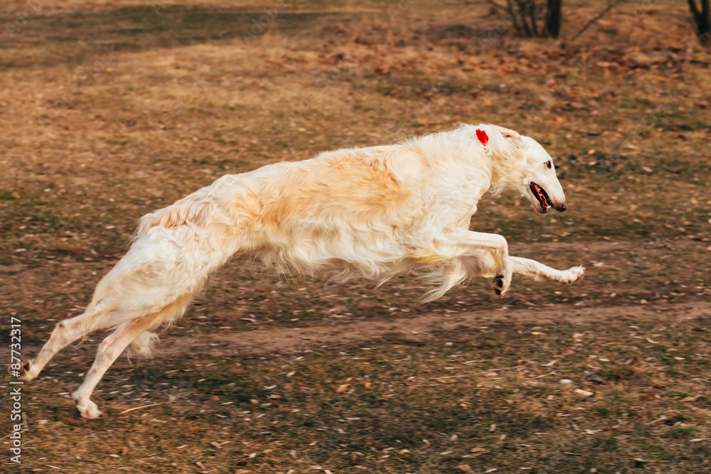 Dog Russian Borzoi Wolfhound Head , Outdoors Spring Autumn Time Dog Russian Borzoi Wolfhound Head , Outdoors Spring Autumn Time