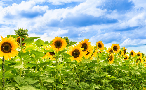 Wallpaper Mural Sonnenblumen mit blauen Himmel und Wolken Torontodigital.ca