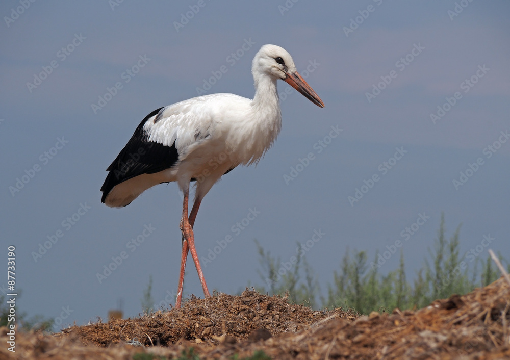 Fototapeta premium White stork on a background blue sky