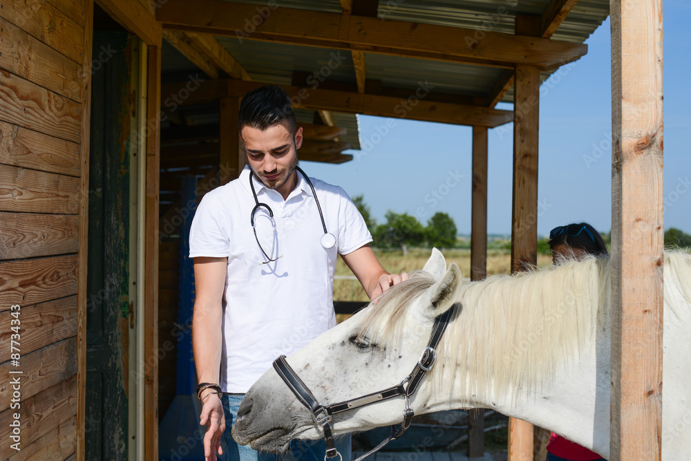 handsome young man veterinary taking care of a beautiful white and gray camargue horse handsome young man veterinary taking care of a beautiful white and gray camargue horse