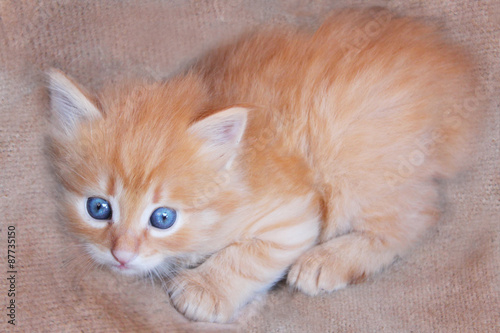 amusing kitten with light blue eyes © ivolga727
