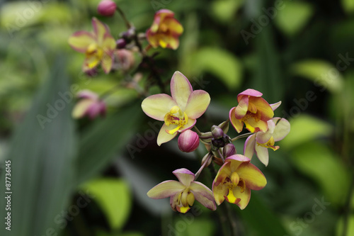thai orchids  