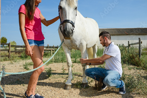 handsome young man veterinary taking care of a beautiful white and gray camargue horse