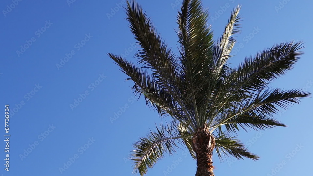 palm trees palm trees