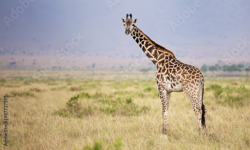 Large adult giraffe looking at the camera