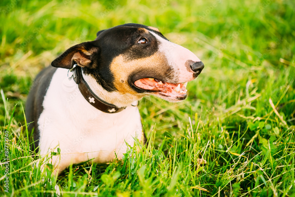 Pets Bull Terrier Dog Portrait At Green Grass