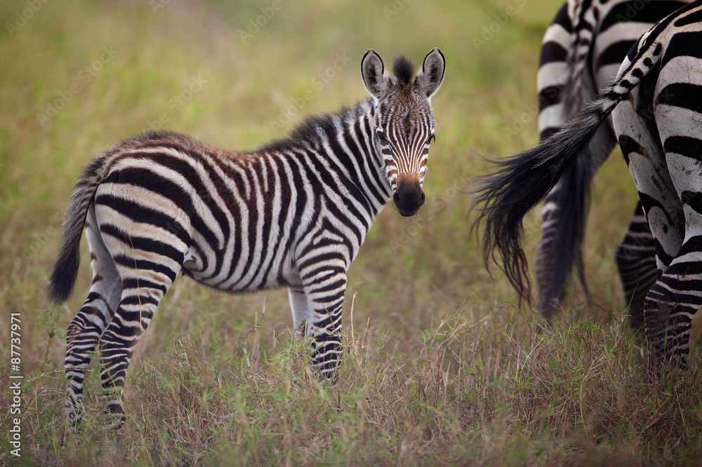 Obraz premium Very young zebra