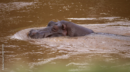 Large wild hippo in the water