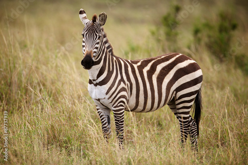 Zebra standing in long grass