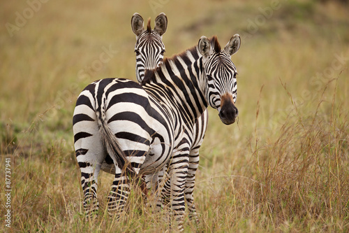 Zebra looking at the camera