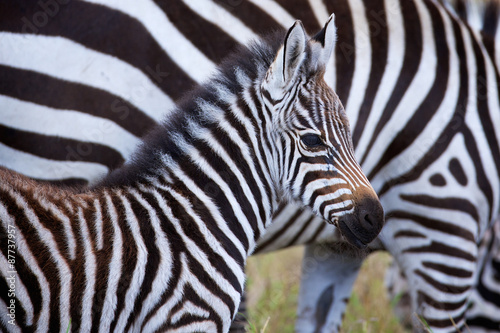 Very young zebra