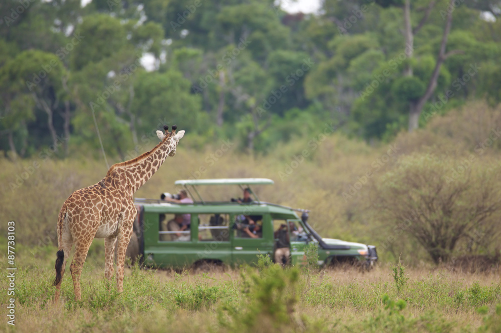 Fototapeta premium curious giraffe looking at the photographers on safari