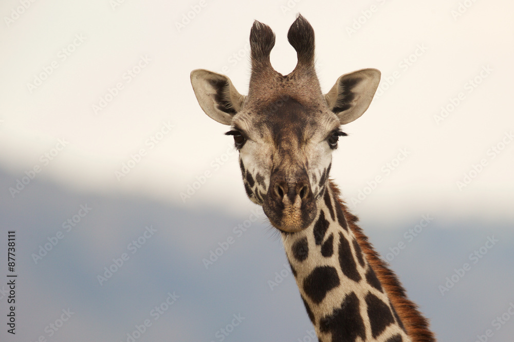 Obraz premium Giraffe looking at the camera