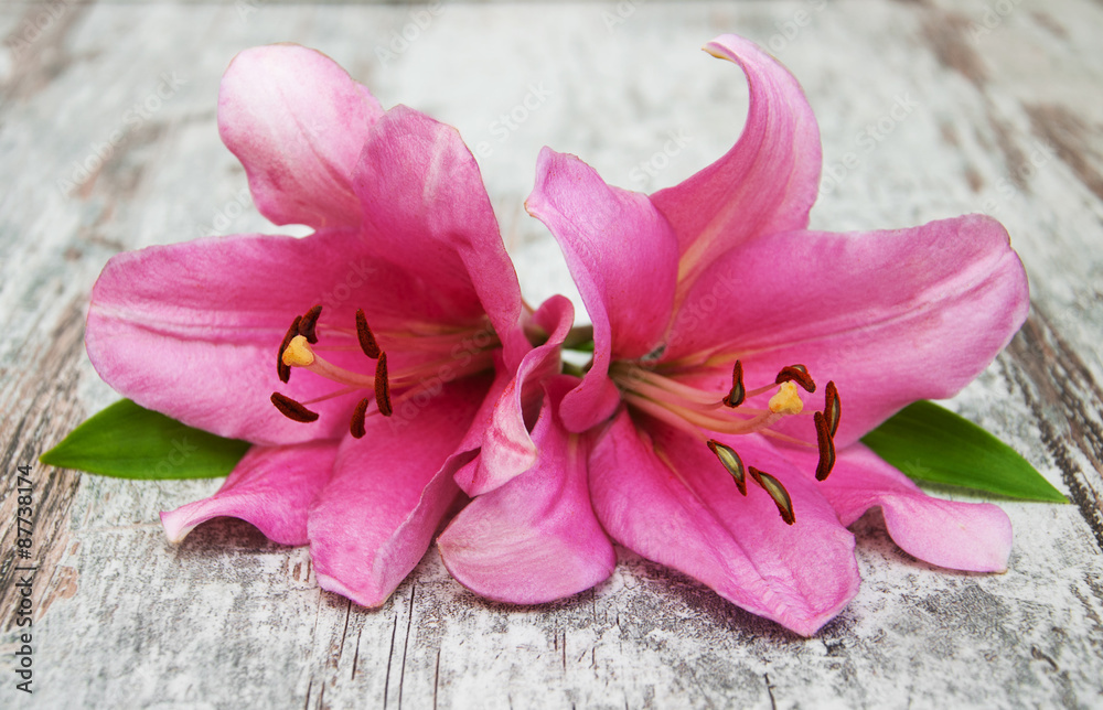Fototapeta premium Pink lily