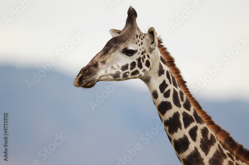 Giraffe profile