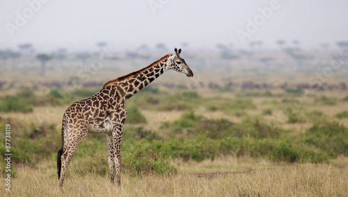 Giraffe in Kenya